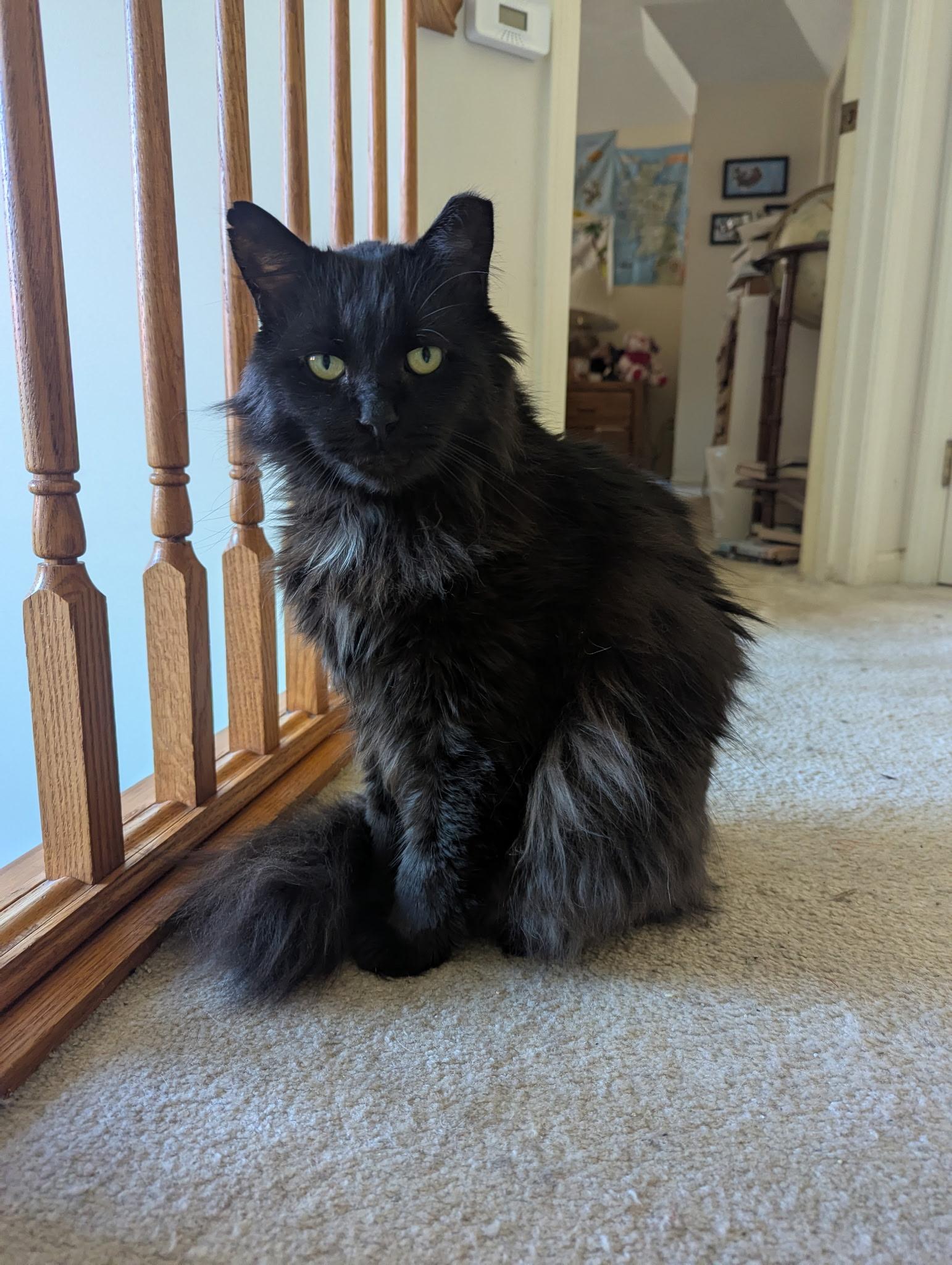 Enlarge Major, a Adoptable Domestic Long Hair in Rochester, NY image 2/2