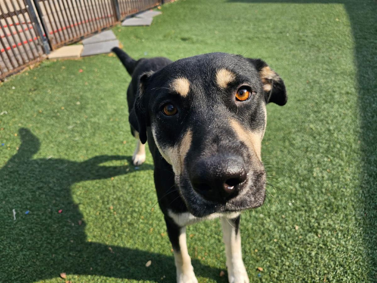 Waverly- $75 Adoption Fee! Diamond Dog!, Adoptable, Adult Female Rottweiler & Shepherd.
