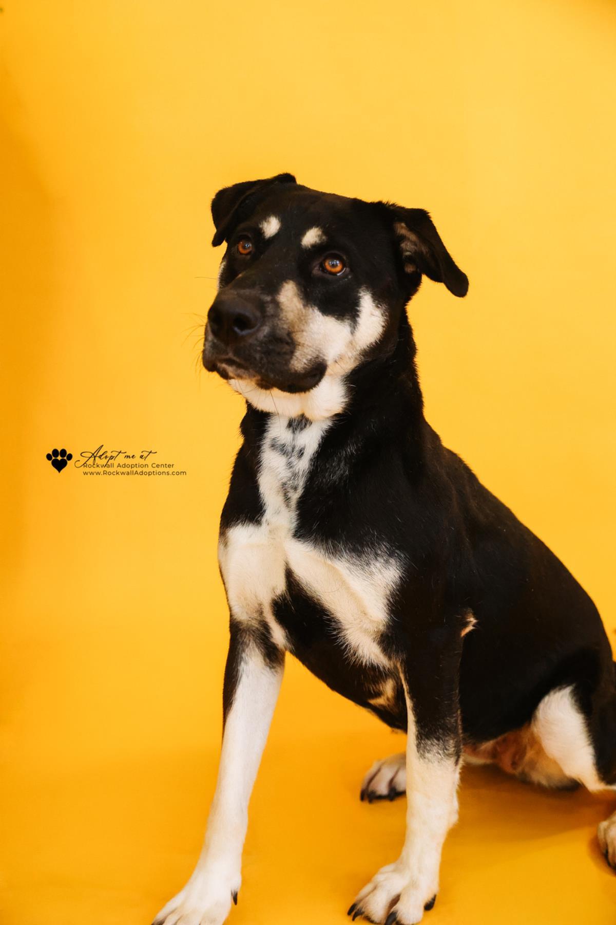 Enlarge Waverly- $75 Adoption Fee! Diamond Dog!, a Adoptable mixed breed in Rockwall, TX image 1/3