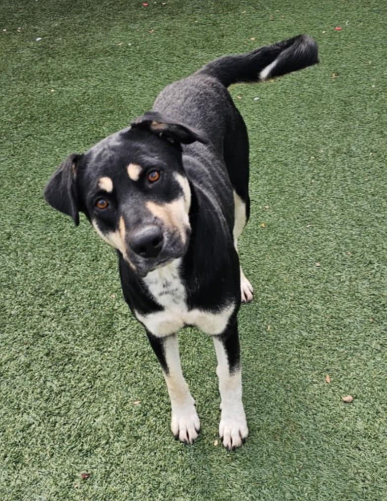 Enlarge Waverly- $75 Adoption Fee! Diamond Dog!, a Adoptable mixed breed in Rockwall, TX image 2/3