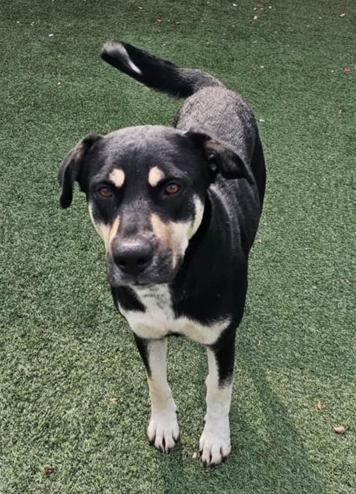 Enlarge Waverly- $75 Adoption Fee! Diamond Dog!, a Adoptable mixed breed in Rockwall, TX image 3/3