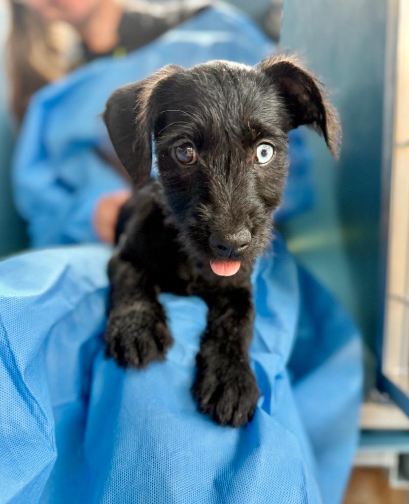 Enlarge Savanna, a Adoptable mixed breed in Ellijay, GA image 1/1