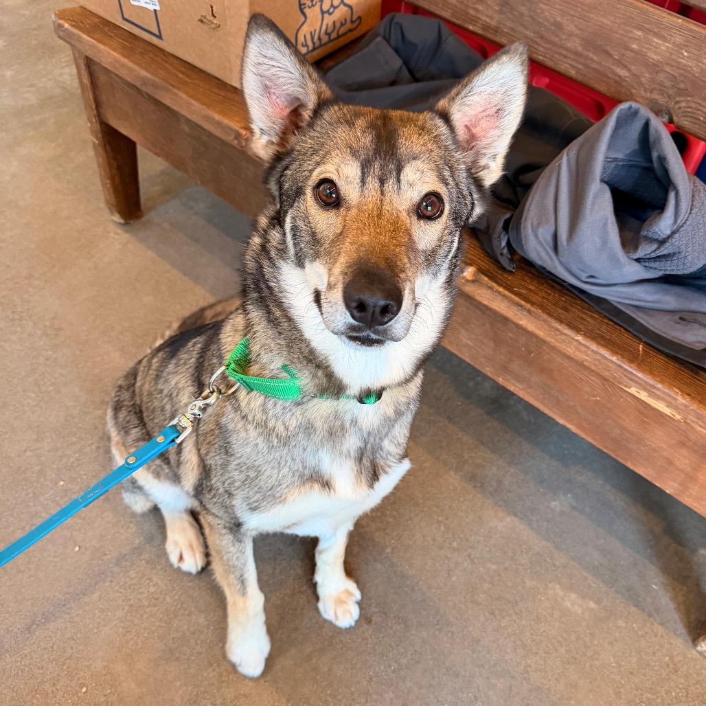 Wiley, Adoptable, Adult Female Mixed Breed.