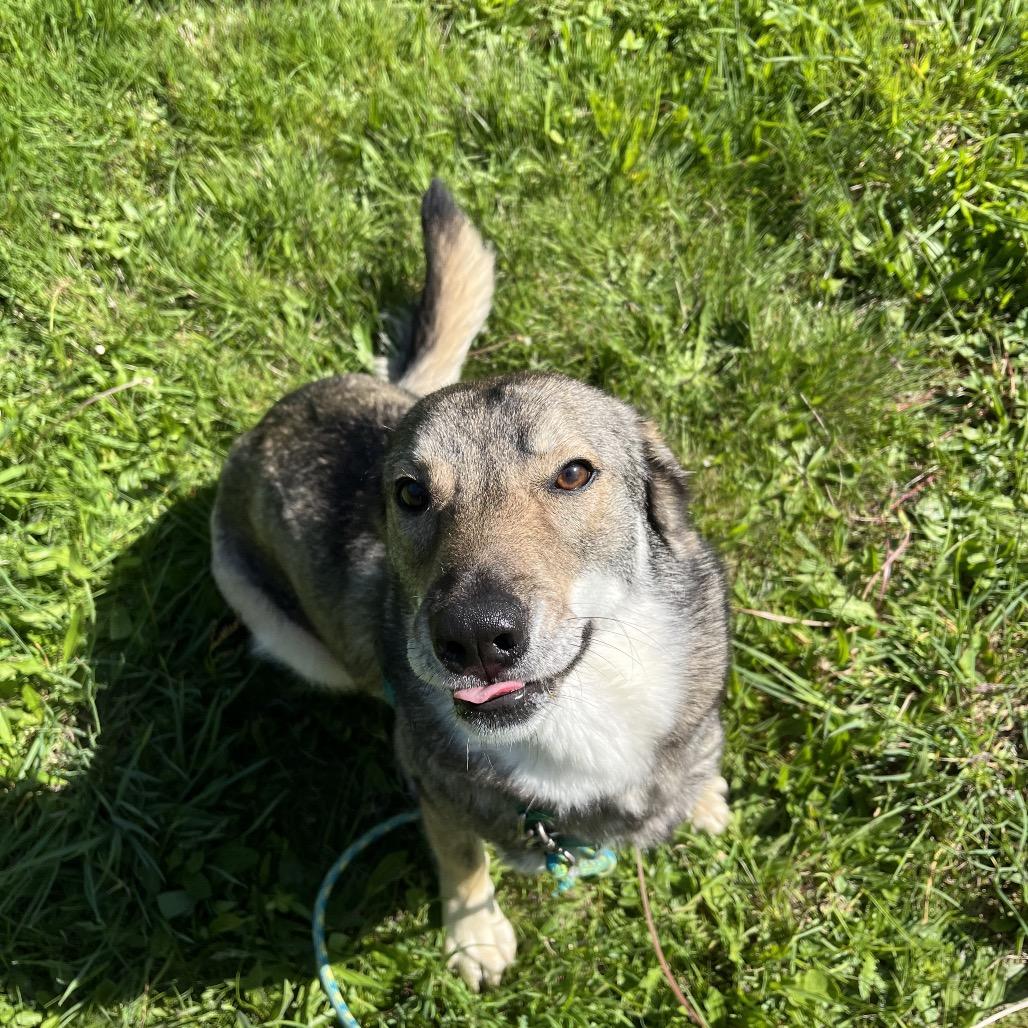 Enlarge Wiley, a Adoptable Mixed Breed in Port Angeles, WA image 2/4