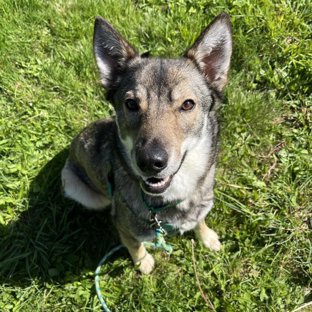 Enlarge Wiley, a Adoptable Mixed Breed in Port Angeles, WA image 3/4