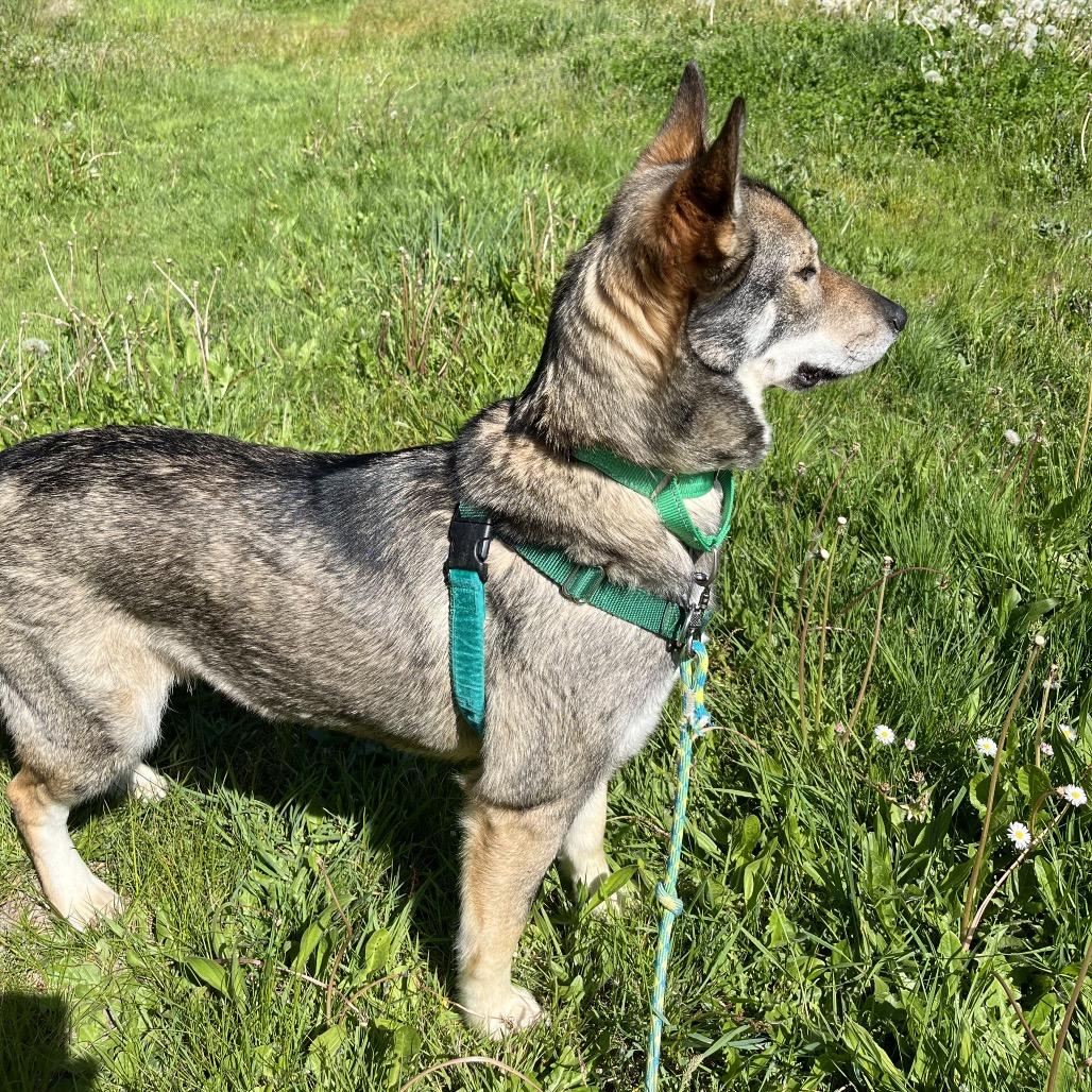 Enlarge Wiley, a Adoptable Mixed Breed in Port Angeles, WA image 4/4
