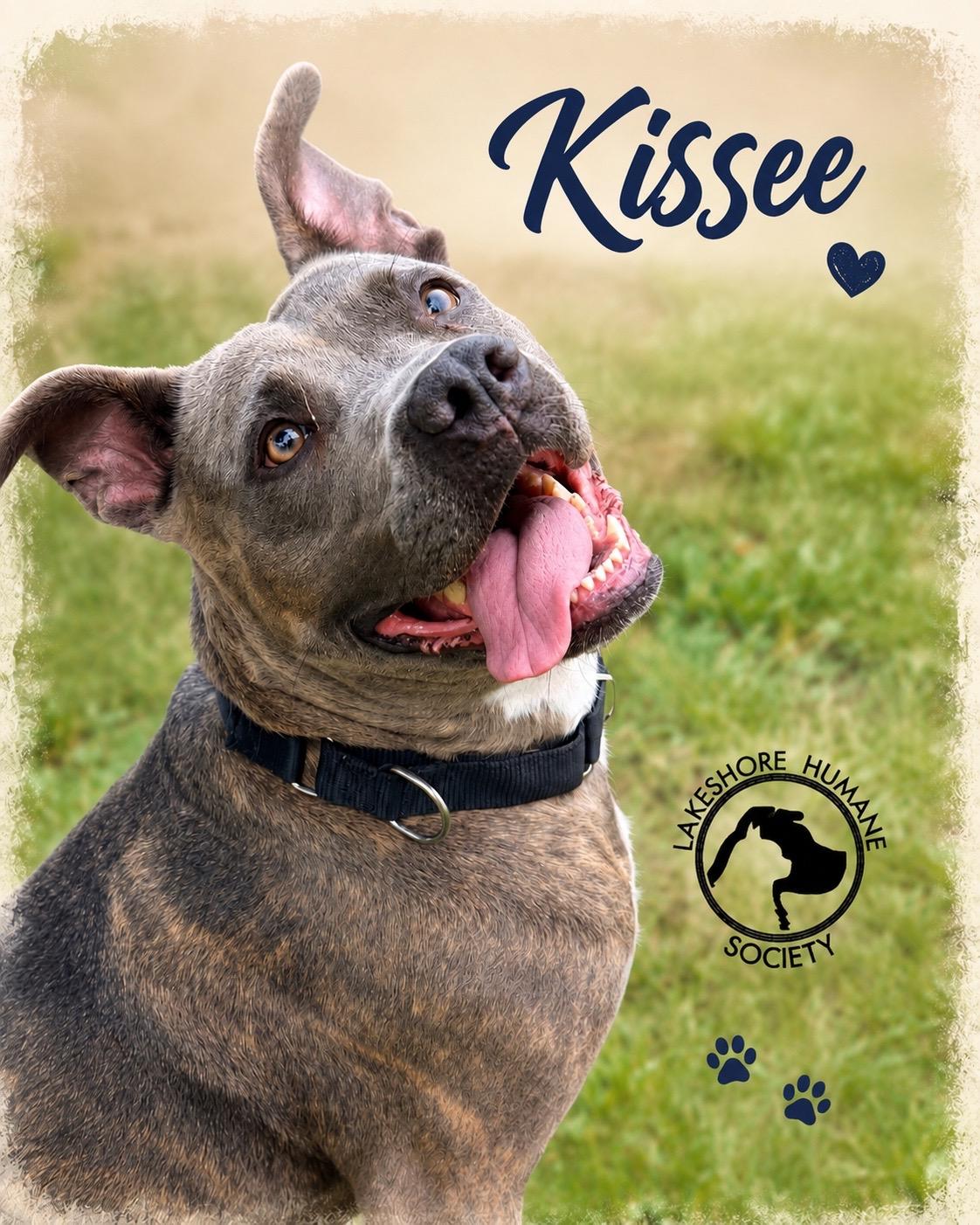 Kissee, Adoptable, Adult Female Pit Bull Terrier.