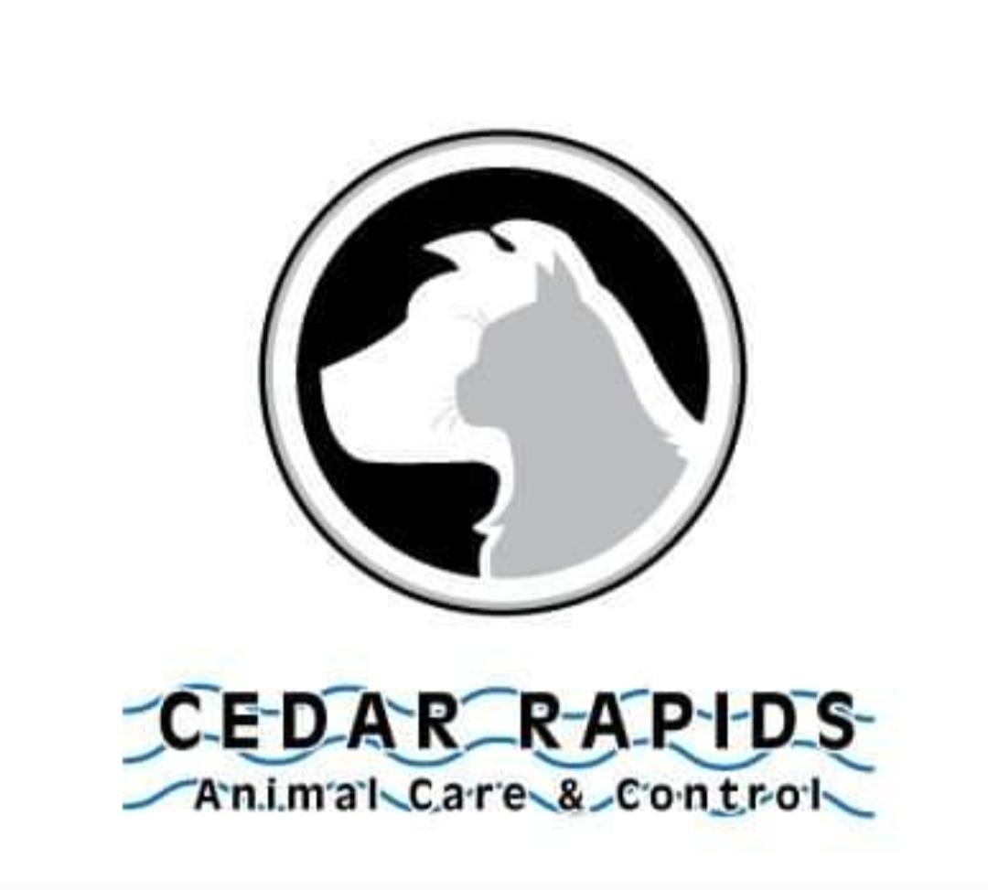 Oscar, an adopted Domestic Short Hair in Cedar Rapids, IA_image-1