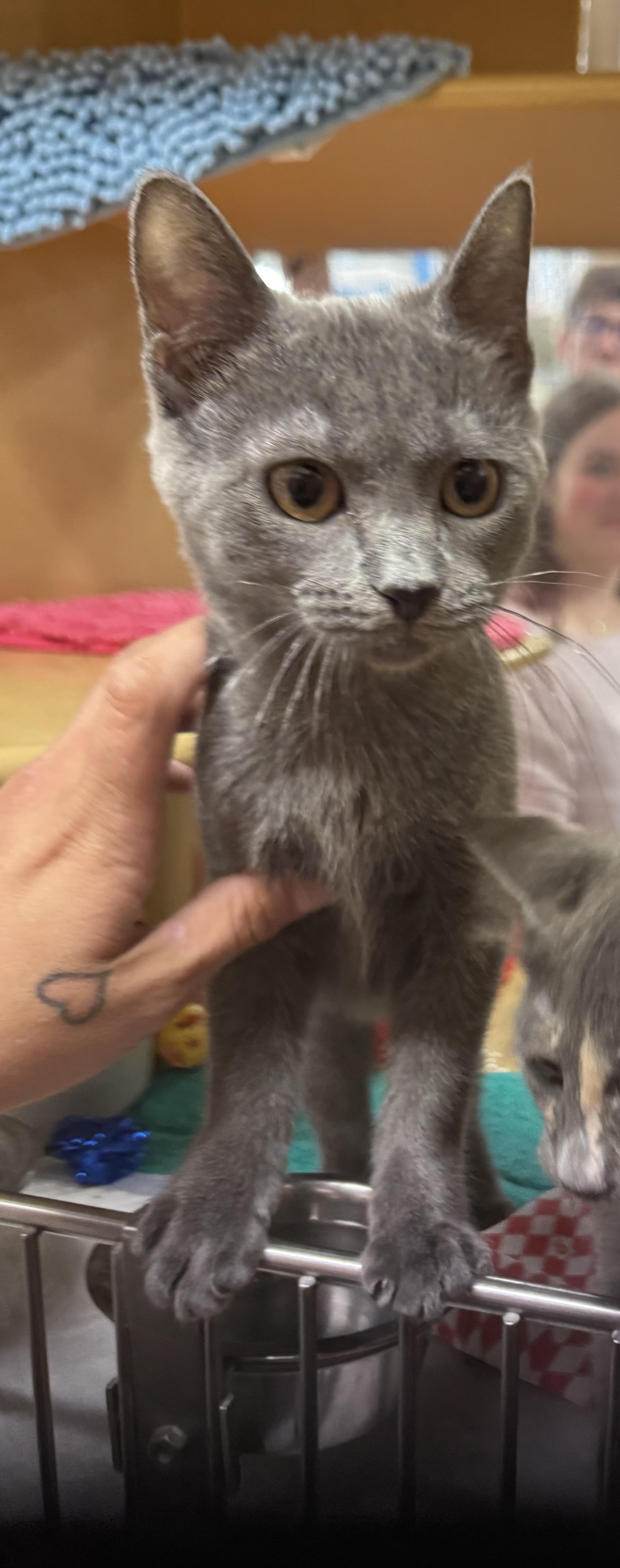 Enlarge Twinkle, a Adopted Domestic Short Hair in Wasilla, AK image 1/1