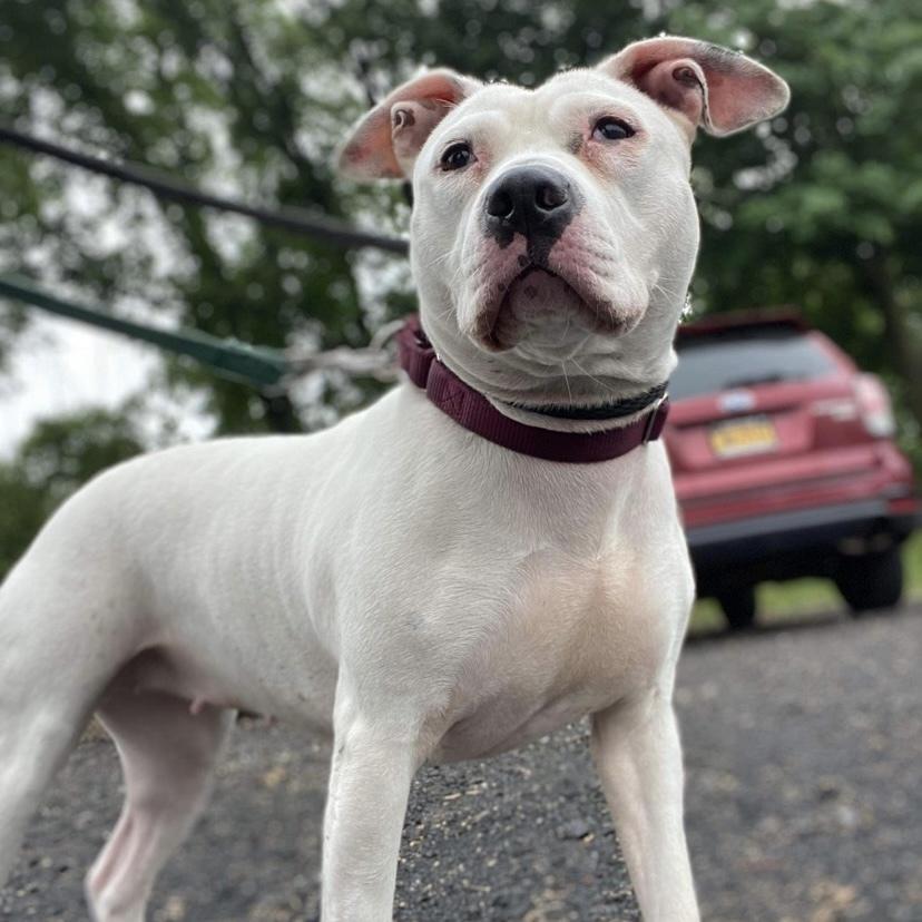 Lindy, Adoptable, Adult Female American Staffordshire Terrier & Mixed Breed.