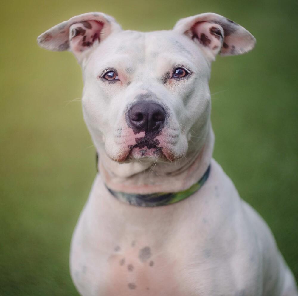 Enlarge Lindy, a Adoptable mixed breed in Long Island City, NY image 2/6
