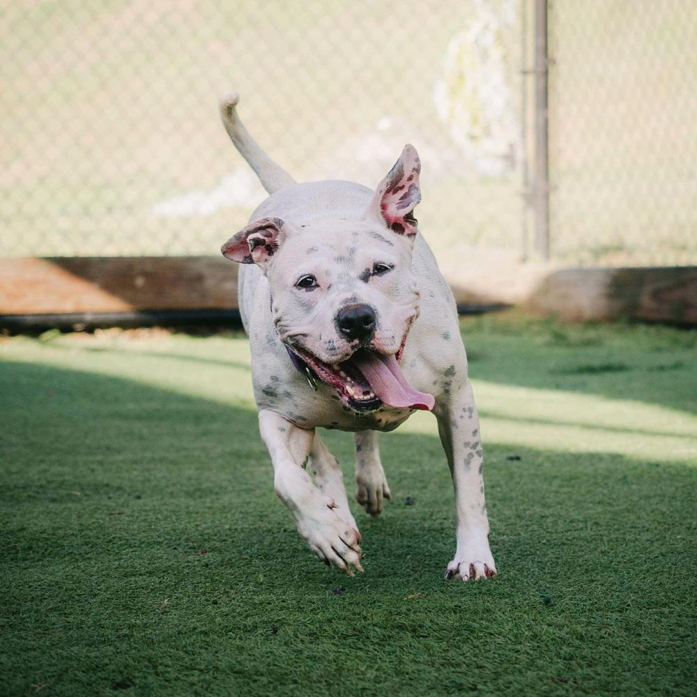 Enlarge Lindy, a Adoptable mixed breed in Long Island City, NY image 3/6