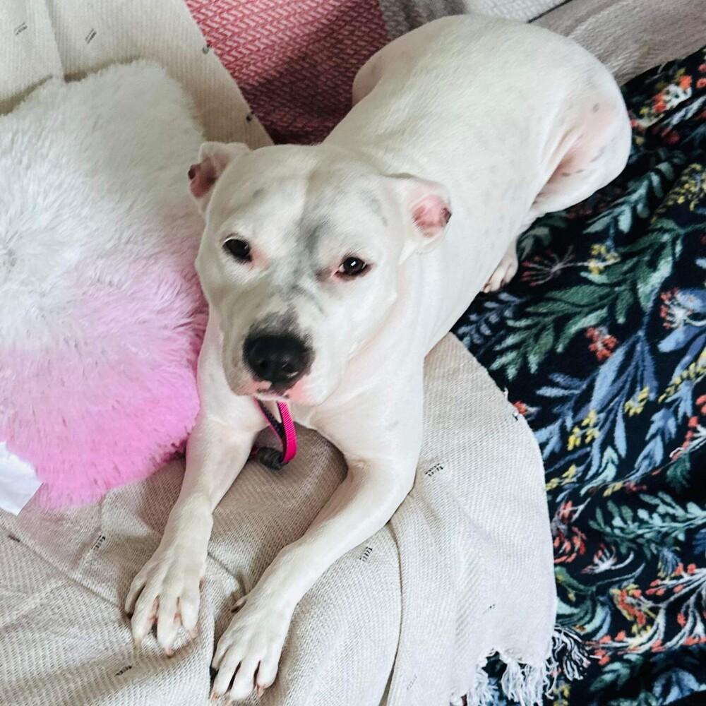 Enlarge Lindy, a Adoptable mixed breed in Long Island City, NY image 4/6