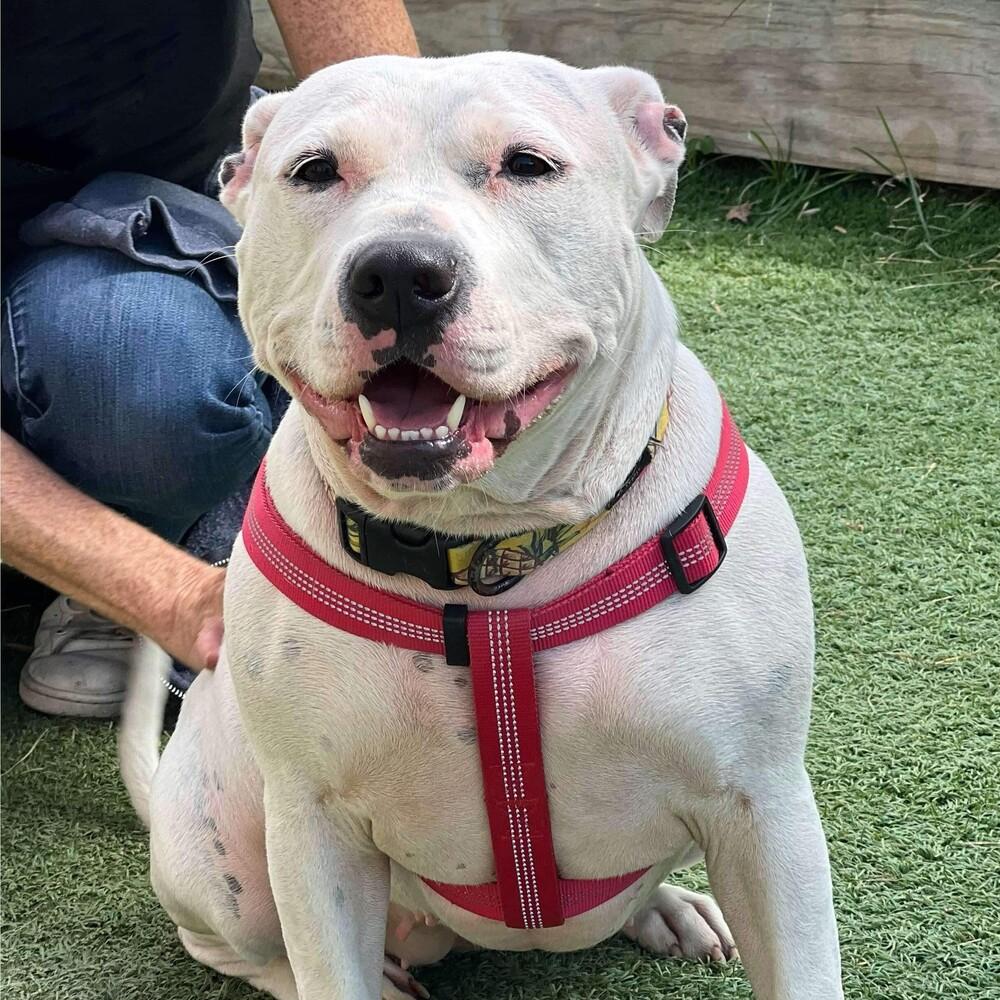 Enlarge Lindy, a Adoptable mixed breed in Long Island City, NY image 5/6