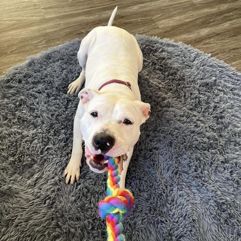 Enlarge Lindy, a Adoptable mixed breed in Long Island City, NY image 6/6