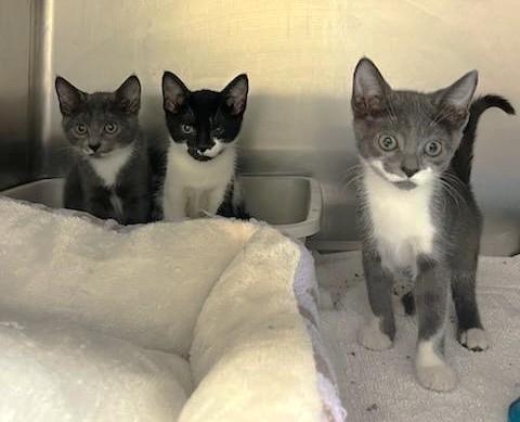 KITTENS cc7235-7243, ADOPTABLE, Kitten Male Domestic Short Hair.