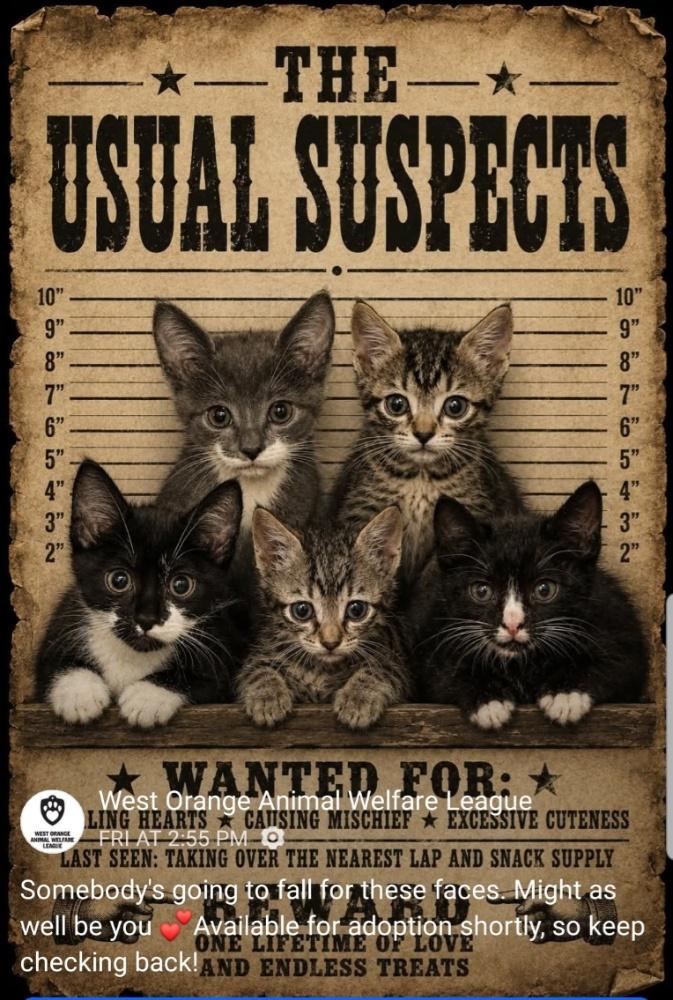 Enlarge KITTENS cc7235-7243, a ADOPTABLE Domestic Short Hair in West Orange, NJ image 2/2