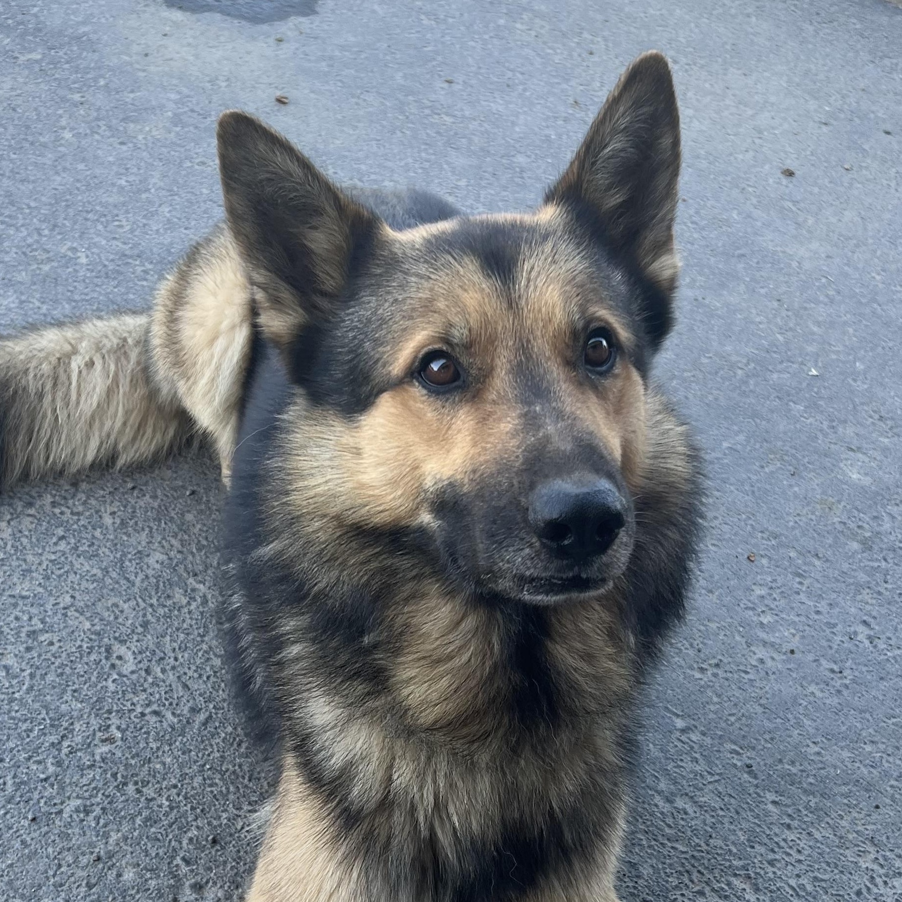 Enlarge Gordo, a Adopted mixed breed in Modesto, CA image 2/5