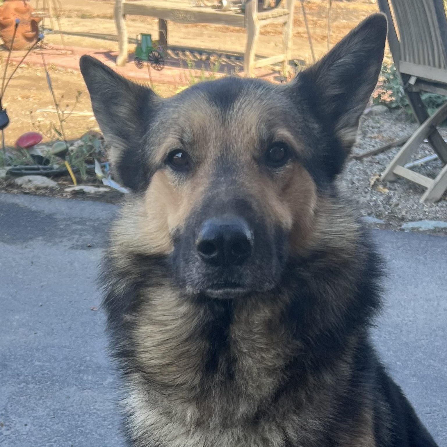 Gordo, Adopted, Young Male German Shepherd Dog & Golden Retriever.
