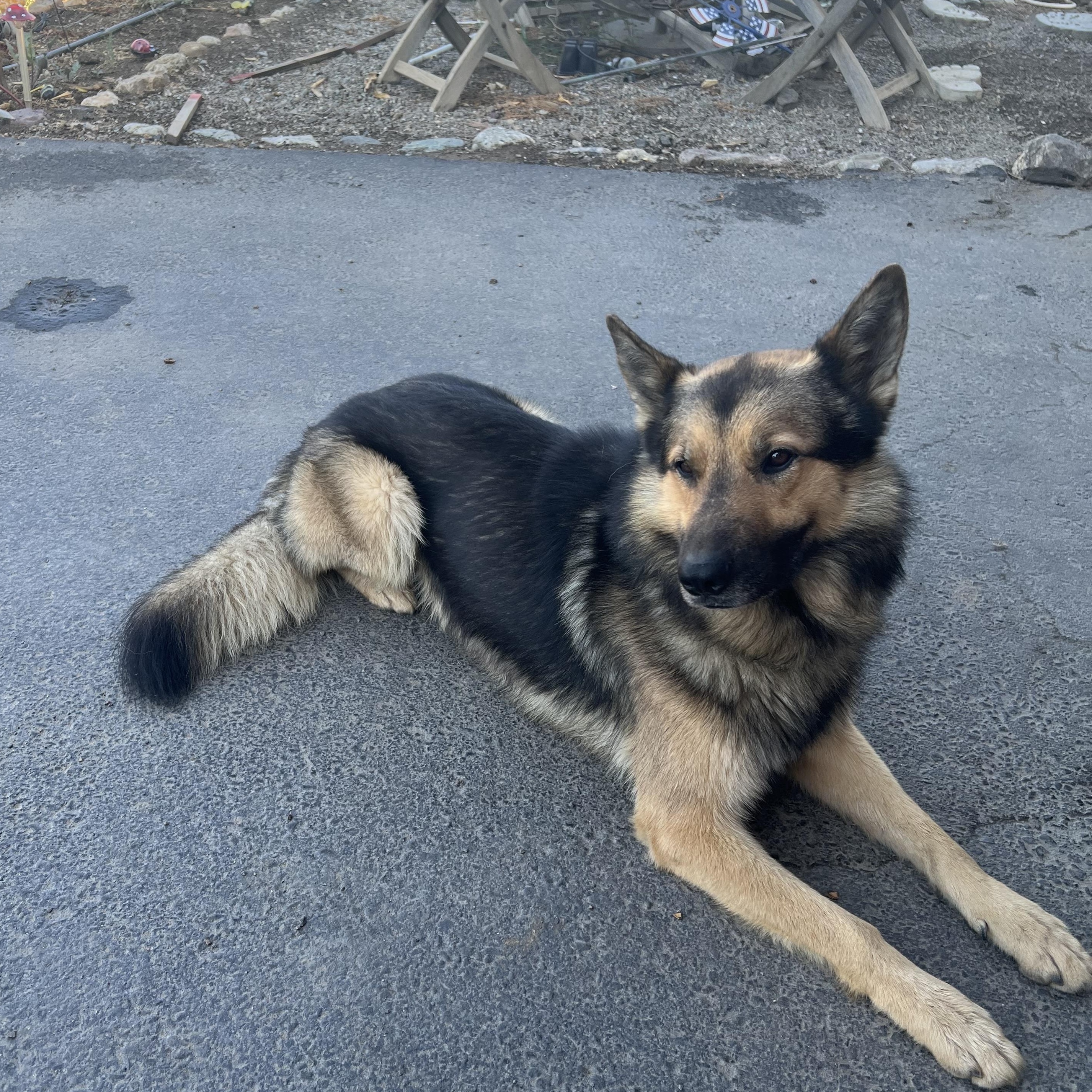 Enlarge Gordo, a Adopted mixed breed in Modesto, CA image 3/5