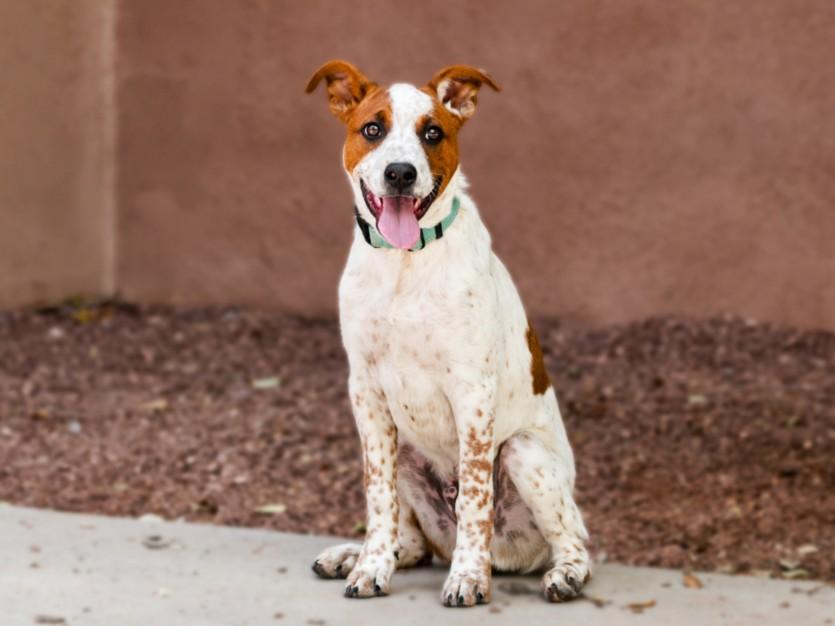 Enlarge ADAM ANT, a Adoptable Mixed Breed in Santa Fe, NM image 1/1