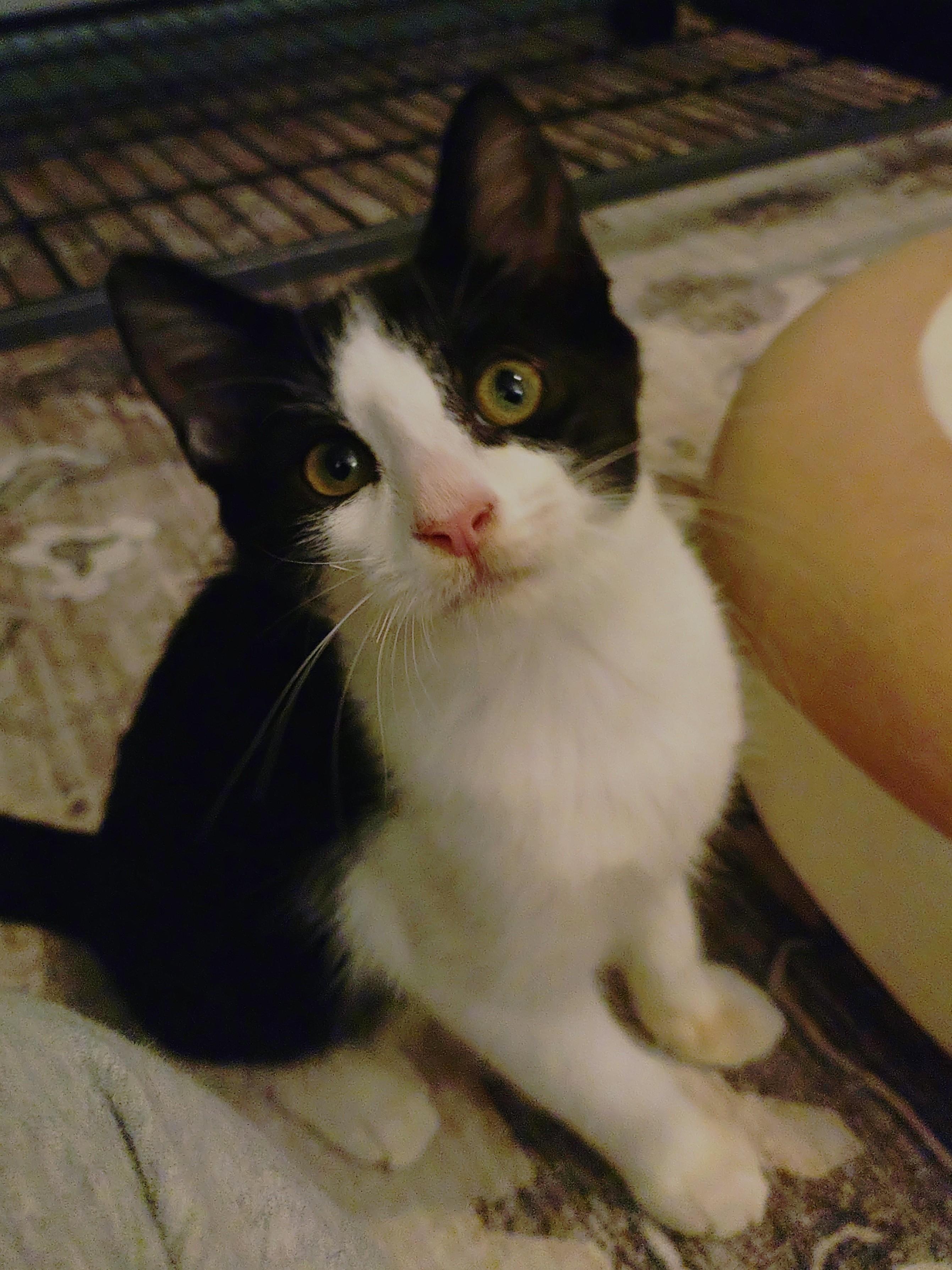 Enlarge Junior Mint, a Adopted Domestic Short Hair in Baltimore, MD image 1/3