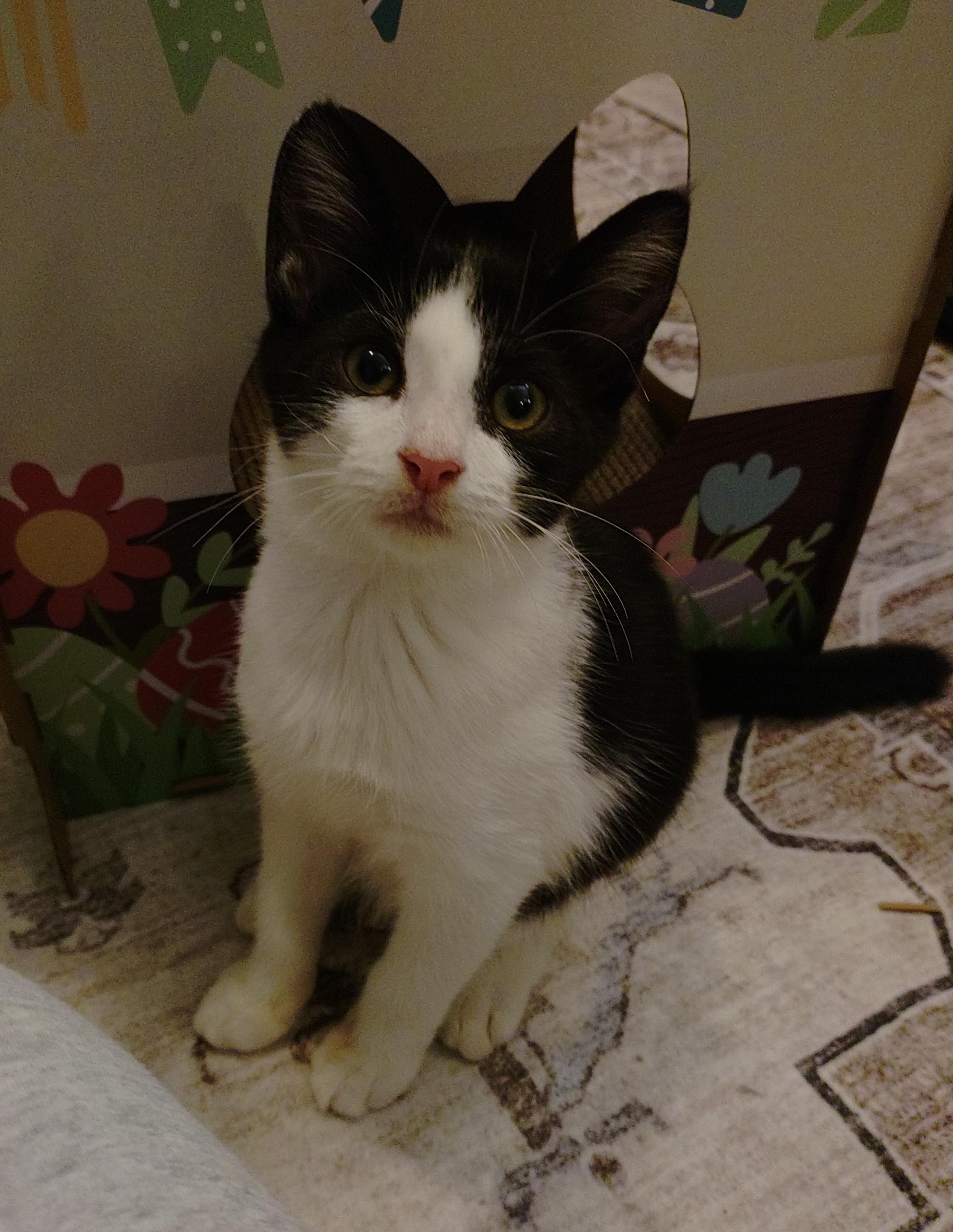 Enlarge Junior Mint, a Adopted Domestic Short Hair in Baltimore, MD image 3/3