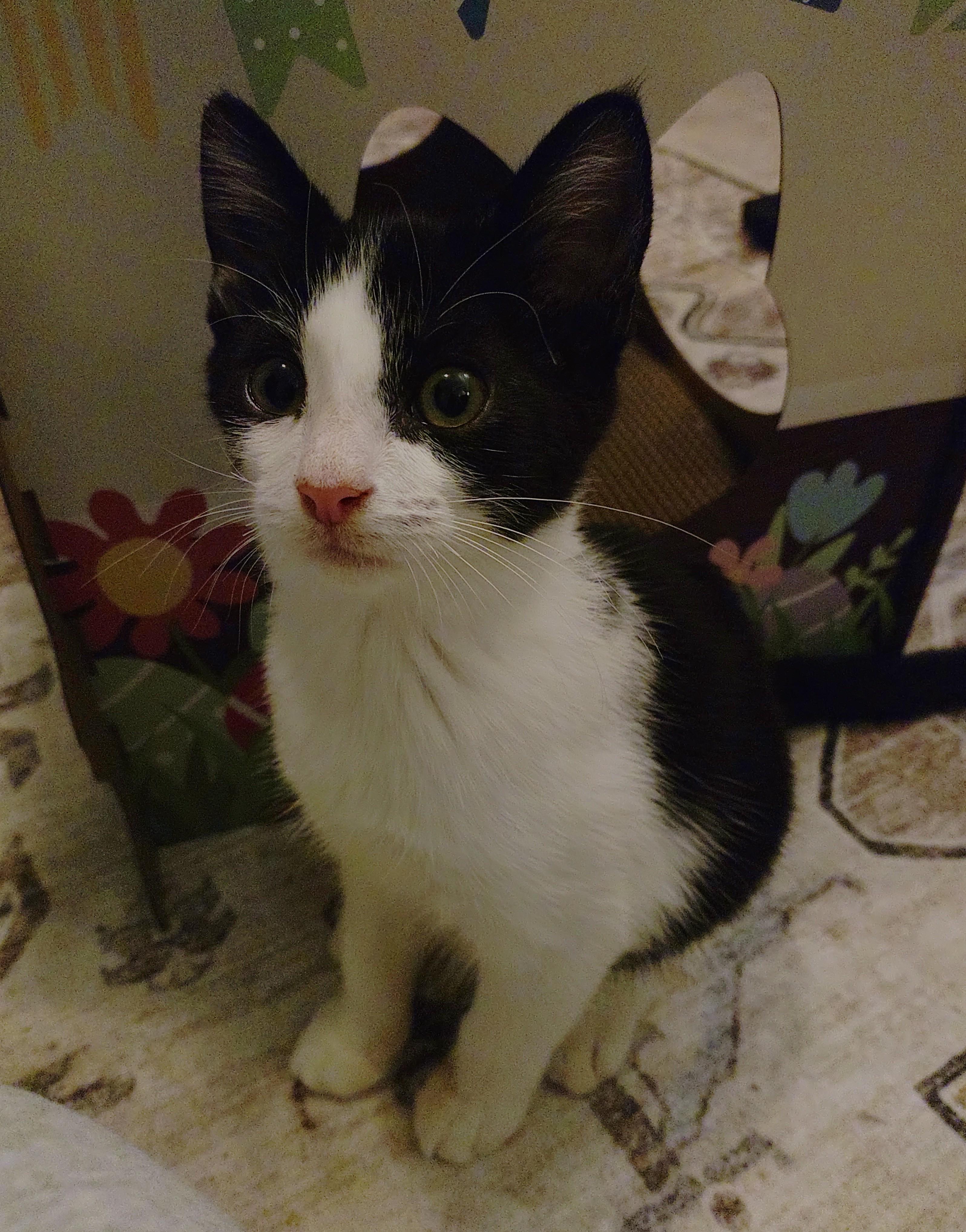 Enlarge Junior Mint, a Adopted Domestic Short Hair in Baltimore, MD image 2/3