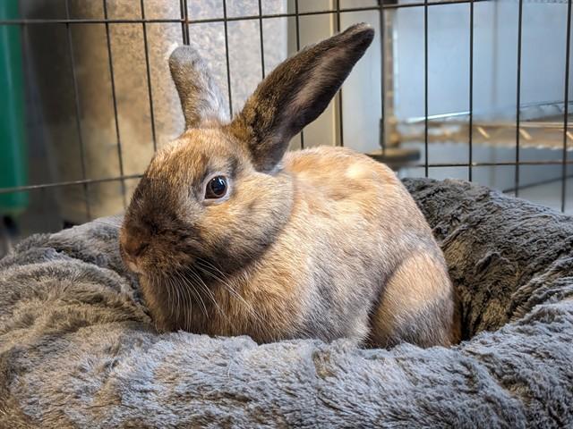 Enlarge MAISEY, a Adoptable Bunny Rabbit in Toronto, ON image 1/1