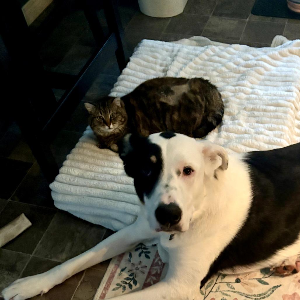 Reya, Adoptable, Adult Female Domestic Short Hair.