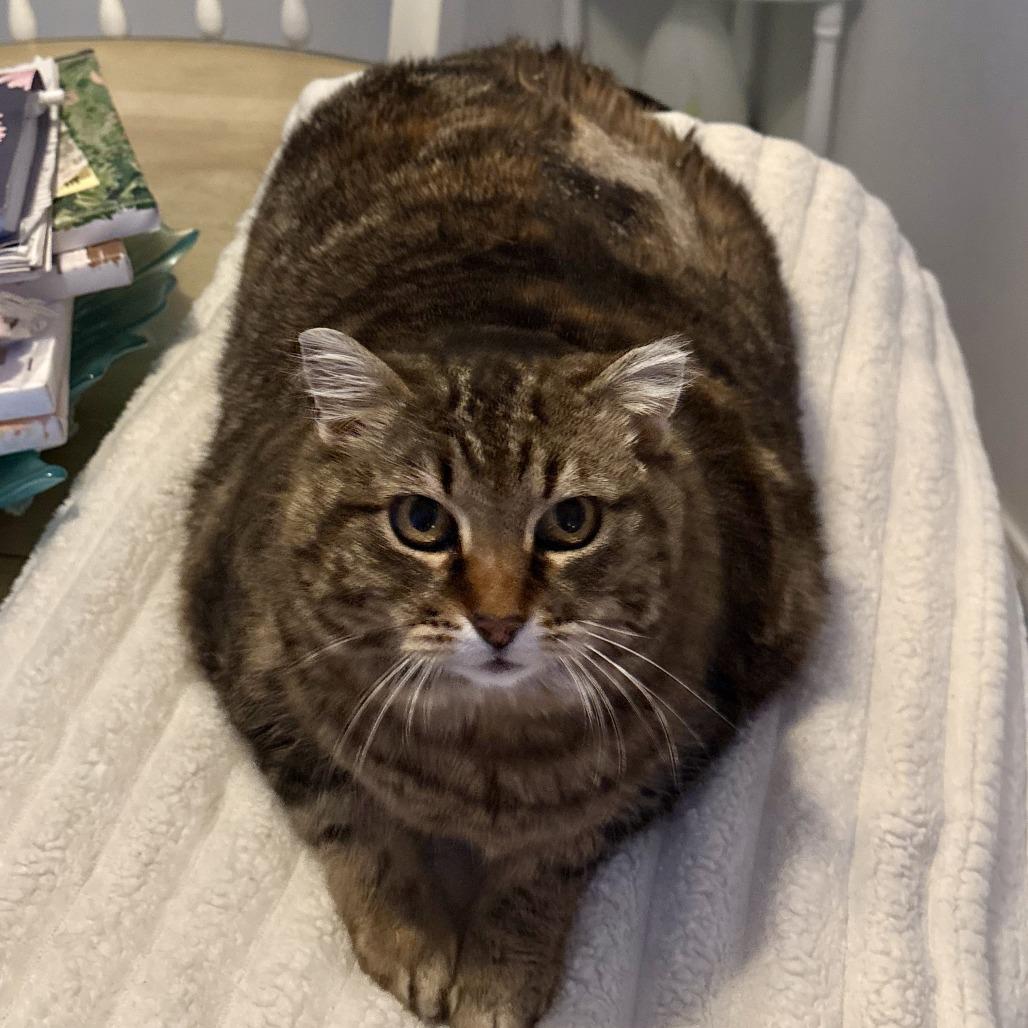 Reya, a Adoptable Domestic Short Hair in Calgary, AB image 2/6