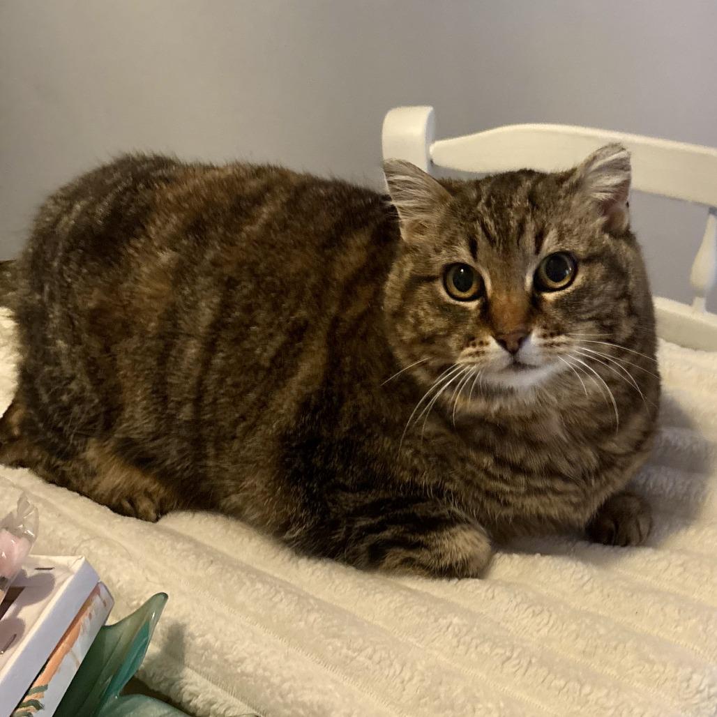 Reya, a Adoptable Domestic Short Hair in Calgary, AB image 3/6