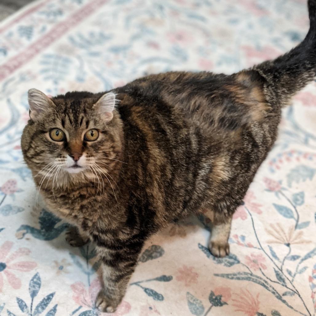 Reya, a Adoptable Domestic Short Hair in Calgary, AB image 4/6