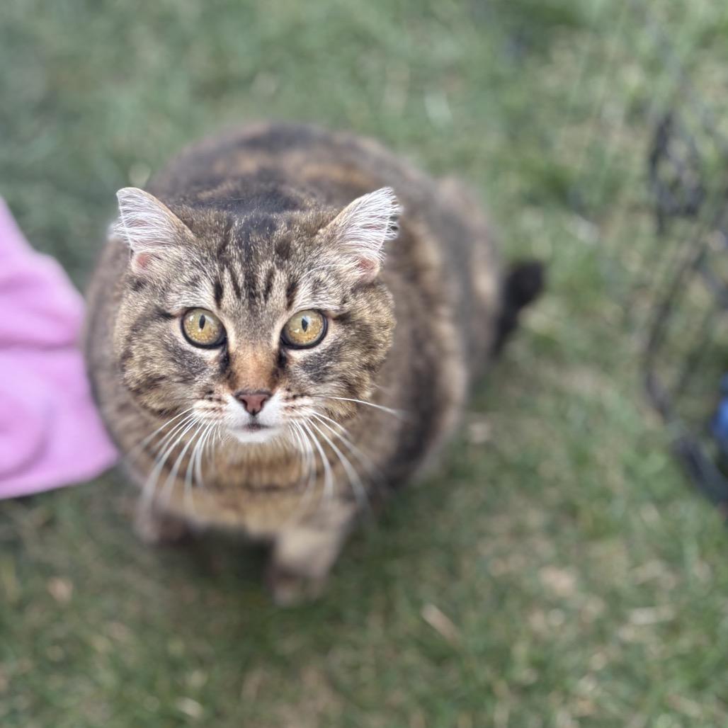 Reya, a Adoptable Domestic Short Hair in Calgary, AB image 5/6
