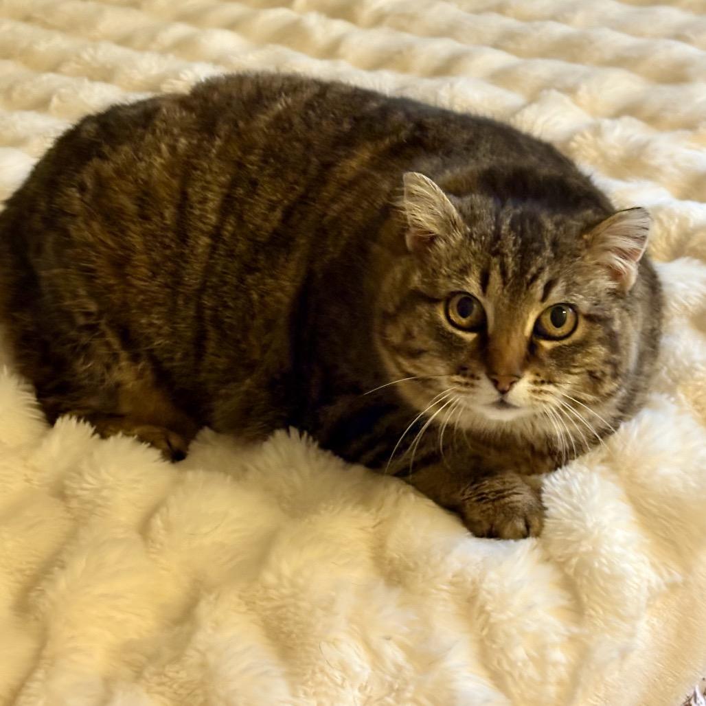 Reya, a Adoptable Domestic Short Hair in Calgary, AB image 6/6