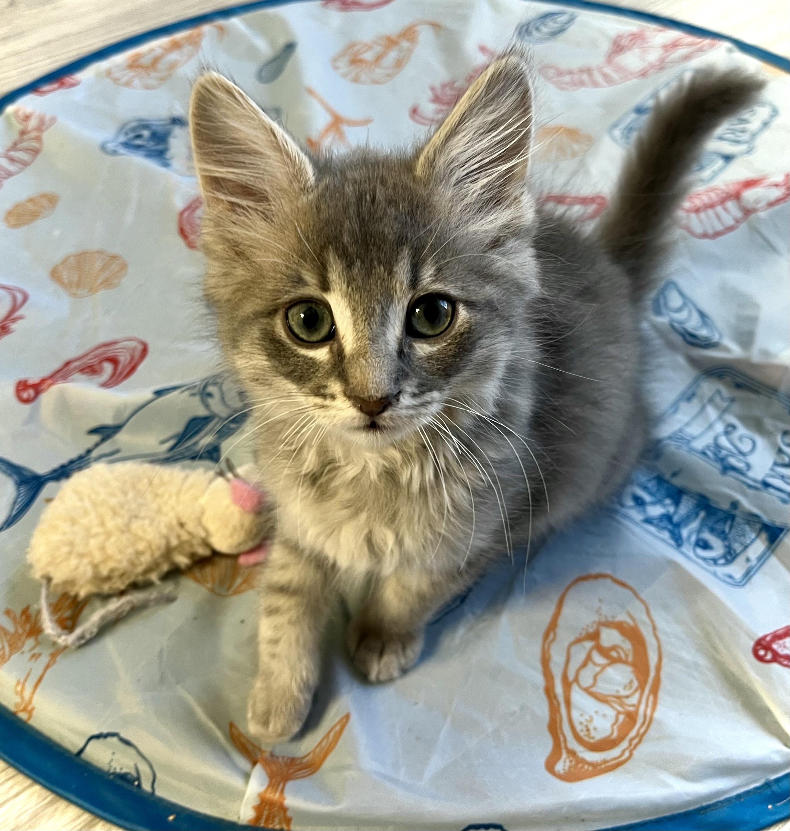 Turtle, an adopted mixed breed in Rocky Hill, CT image 2/5