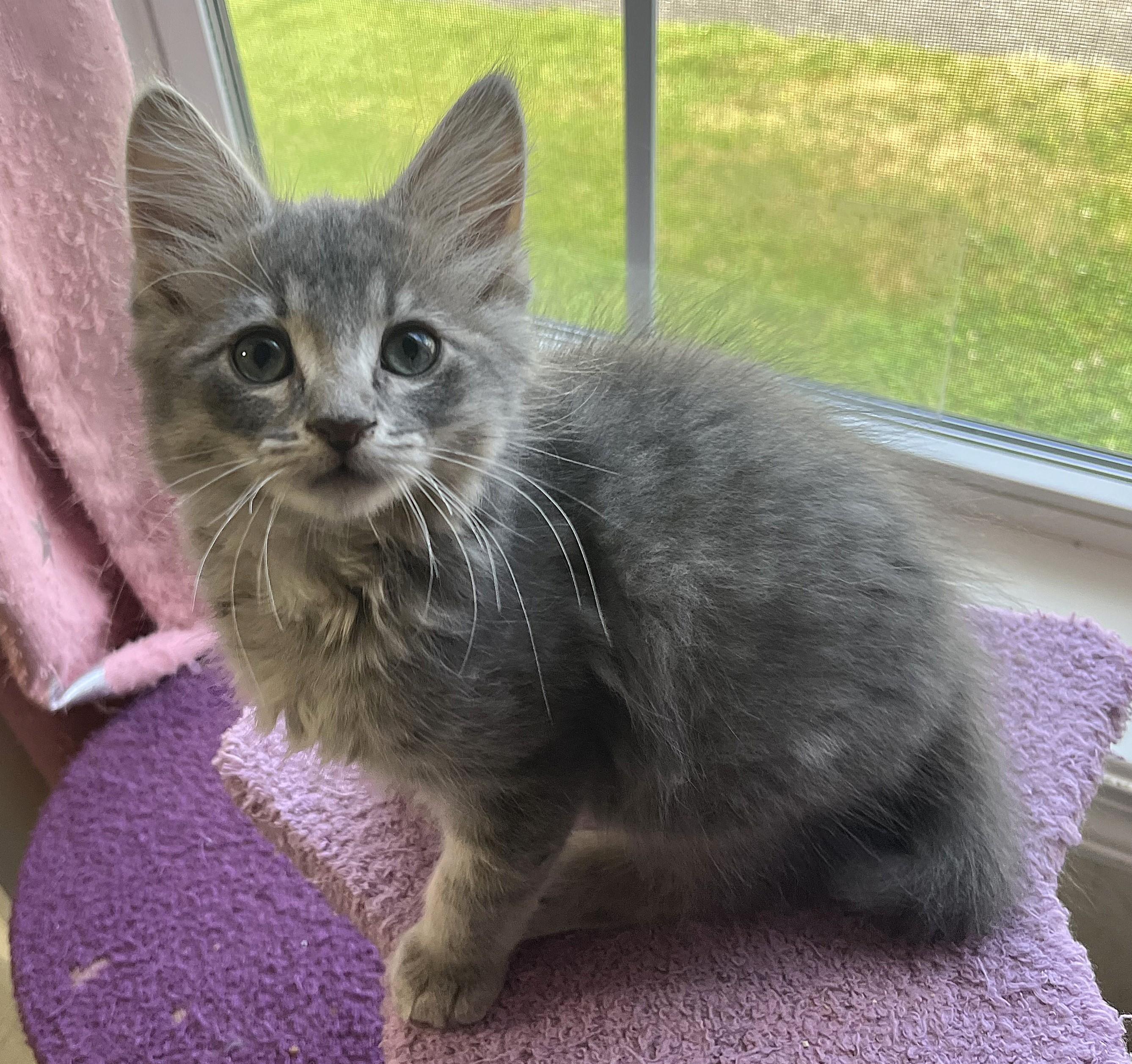 Turtle, an adopted mixed breed in Rocky Hill, CT image 5/5
