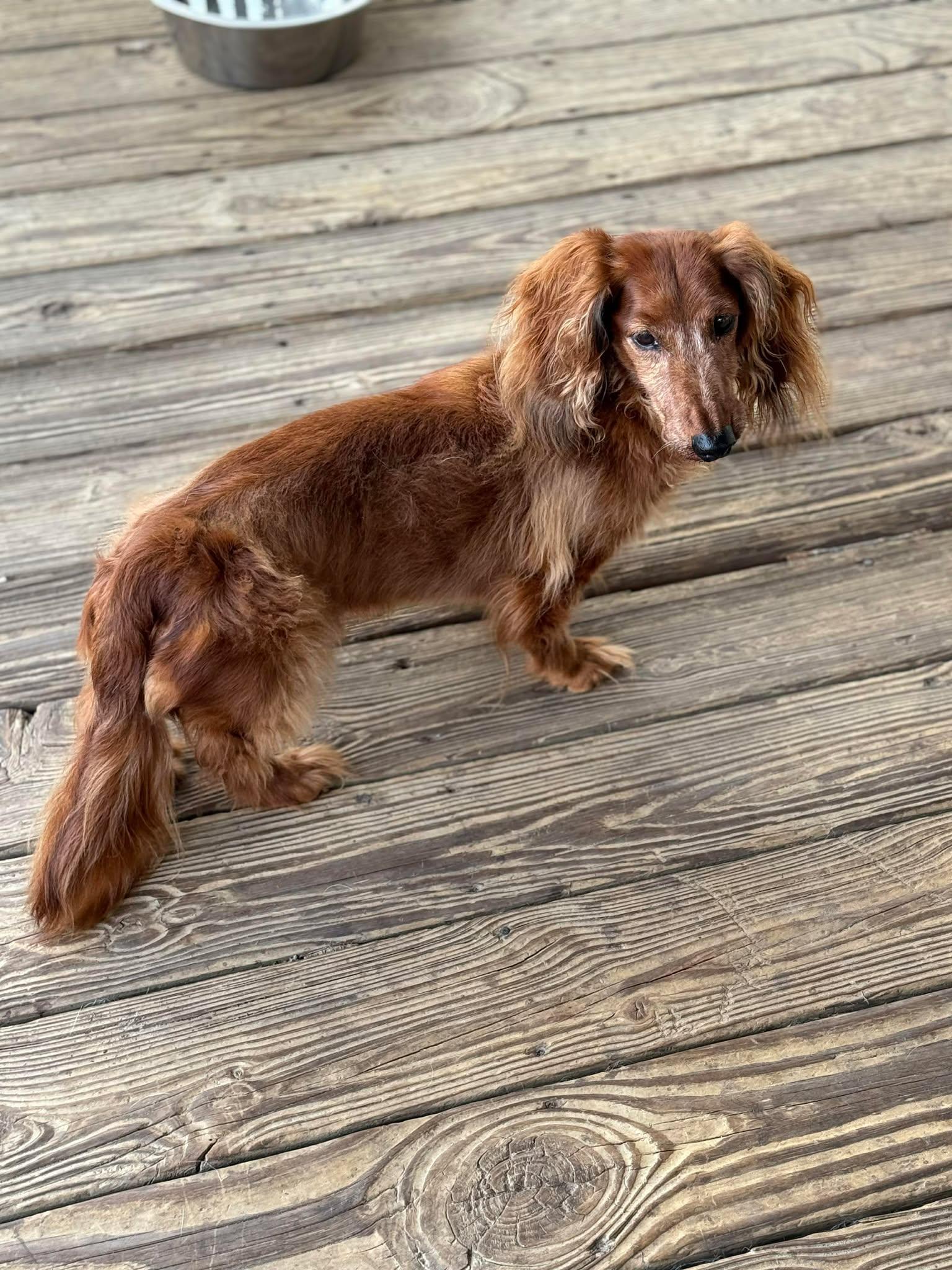 Enlarge Doogie, a Adoptable Dachshund in Gulfport, MS image 1/3
