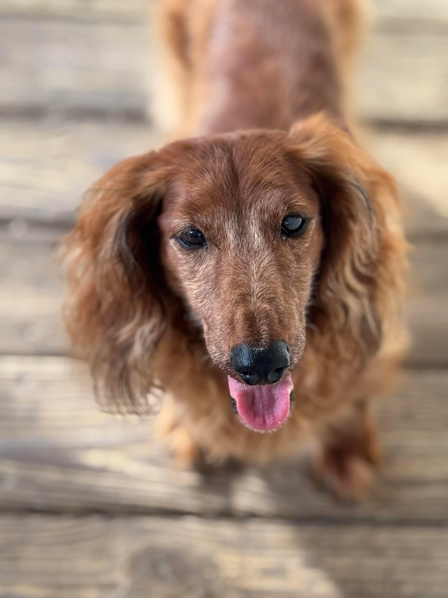 Enlarge Doogie, a Adoptable Dachshund in Gulfport, MS image 2/3