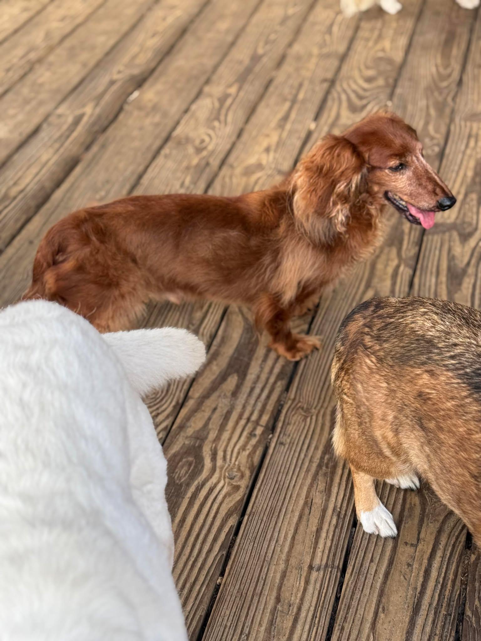 Enlarge Doogie, a Adoptable Dachshund in Gulfport, MS image 3/3