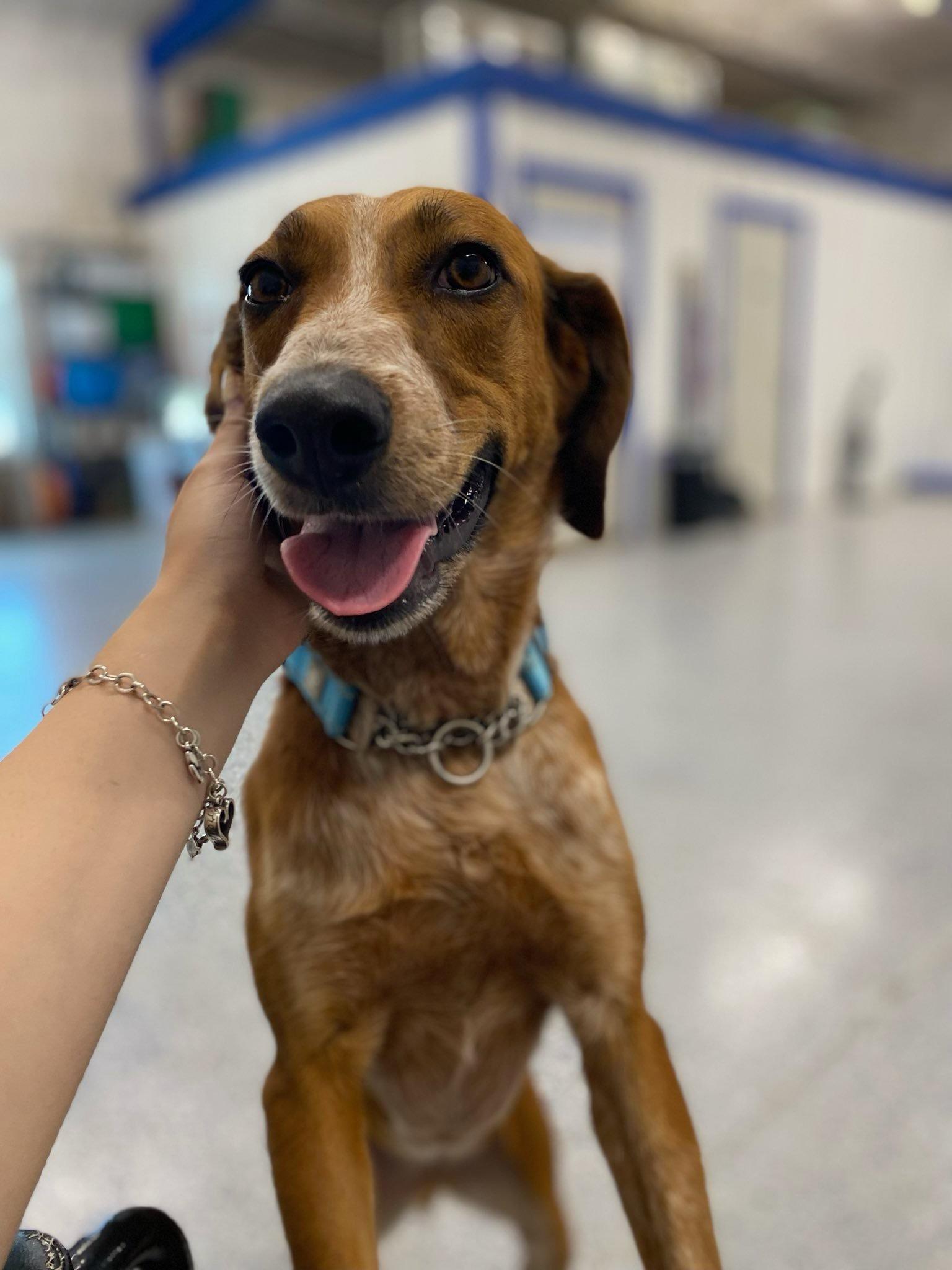 Enlarge Cinnamon, a Adoptable mixed breed in Gatesville, TX image 1/4