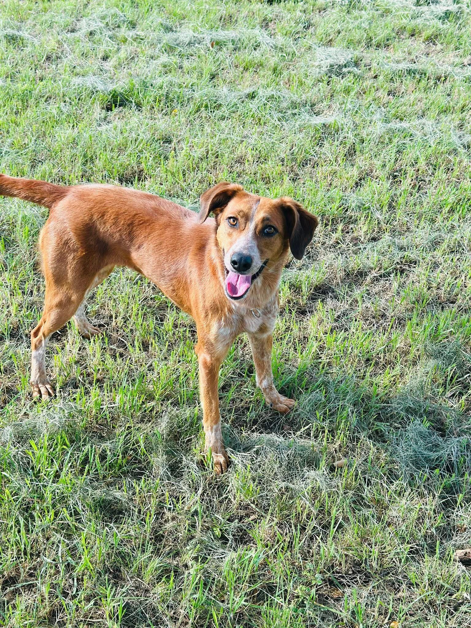 Enlarge Cinnamon, a Adoptable mixed breed in Gatesville, TX image 2/4
