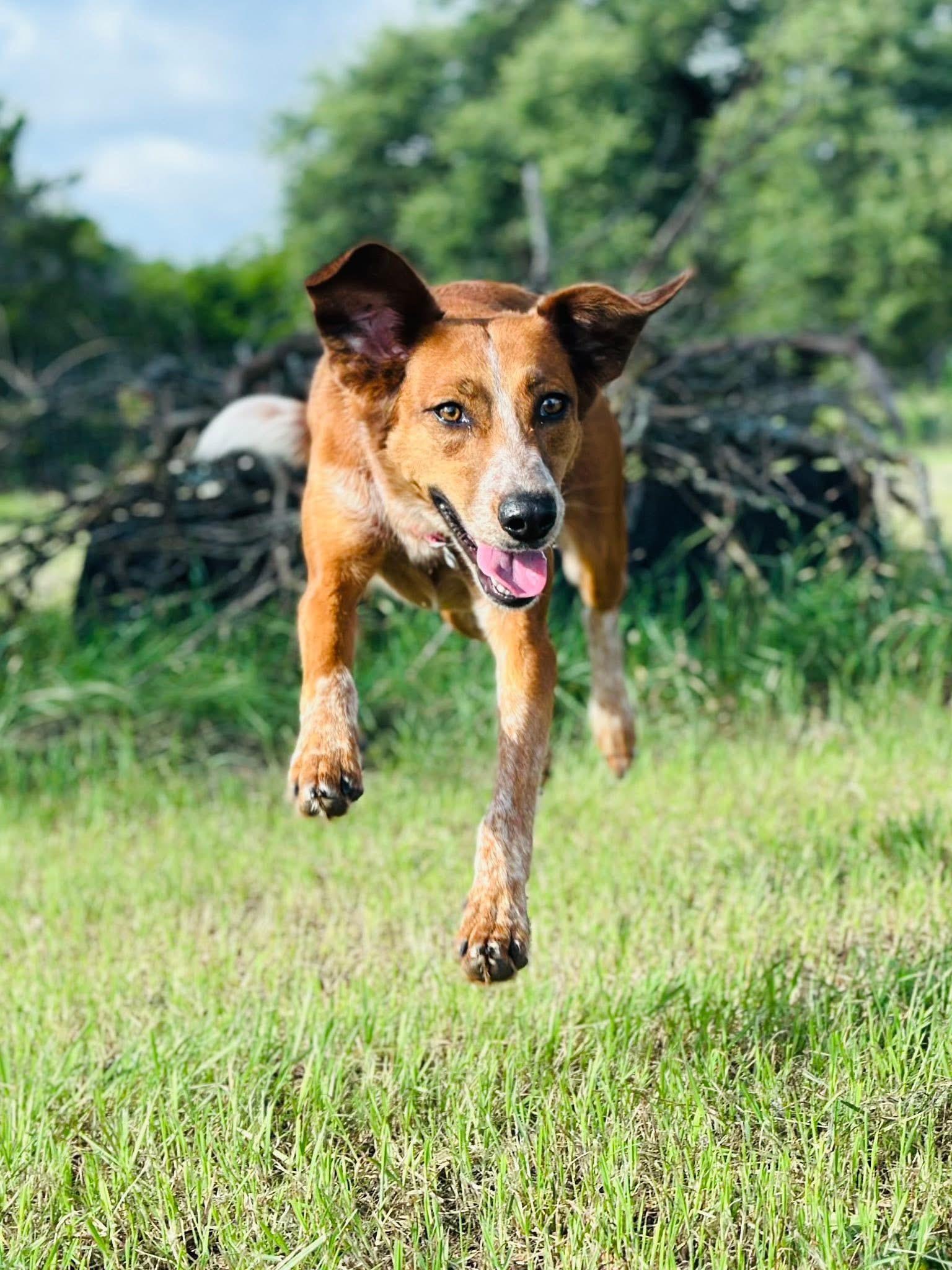 Enlarge Cinnamon, a Adoptable mixed breed in Gatesville, TX image 3/4