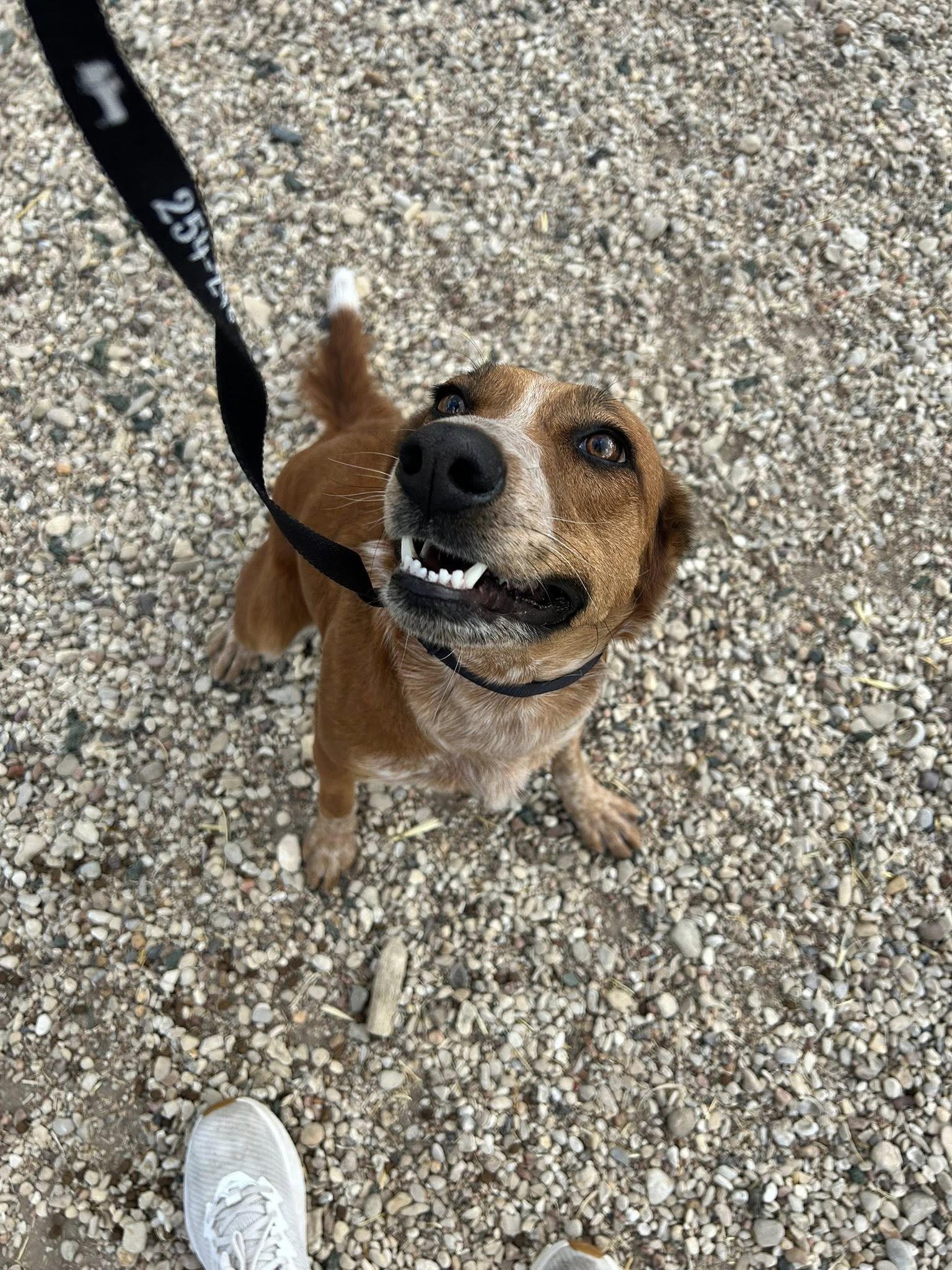 Enlarge Cinnamon, a Adoptable mixed breed in Gatesville, TX image 4/4