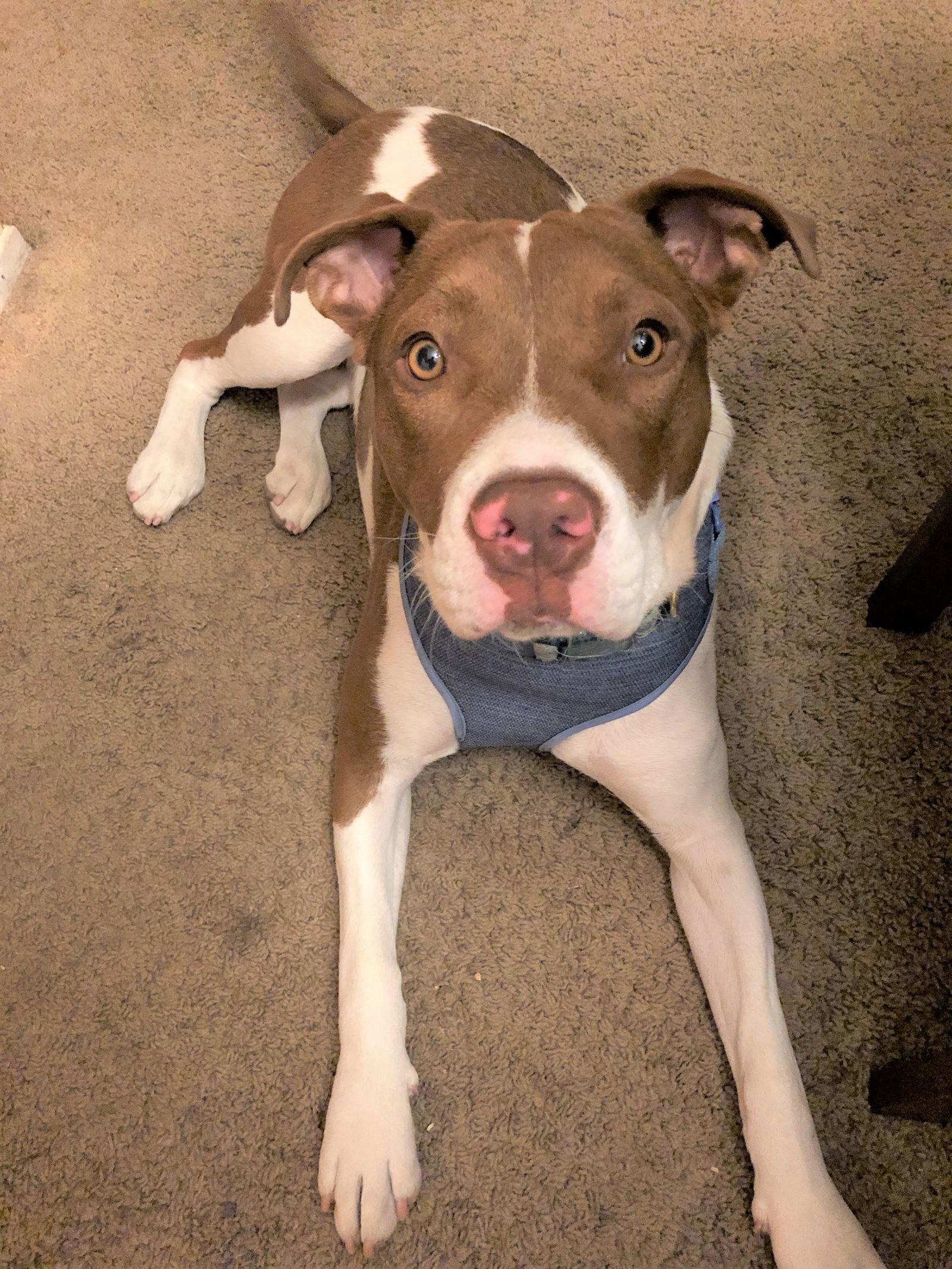 Harley Quinn **Courtesy Listing**, a Adoptable American Staffordshire Terrier in San Diego, CA image 1/6