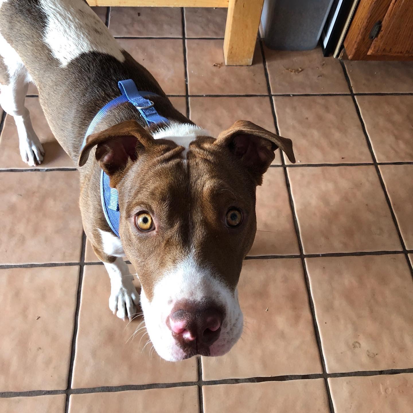 Harley Quinn **Courtesy Listing**, a Adoptable American Staffordshire Terrier in San Diego, CA image 2/6