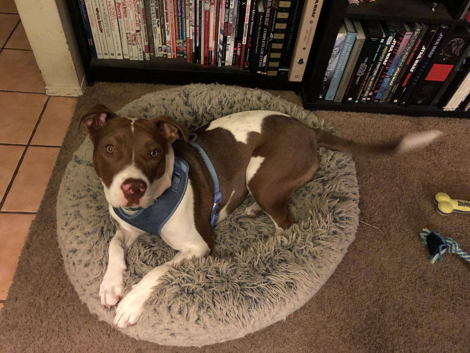 Harley Quinn **Courtesy Listing**, a Adoptable American Staffordshire Terrier in San Diego, CA image 3/6