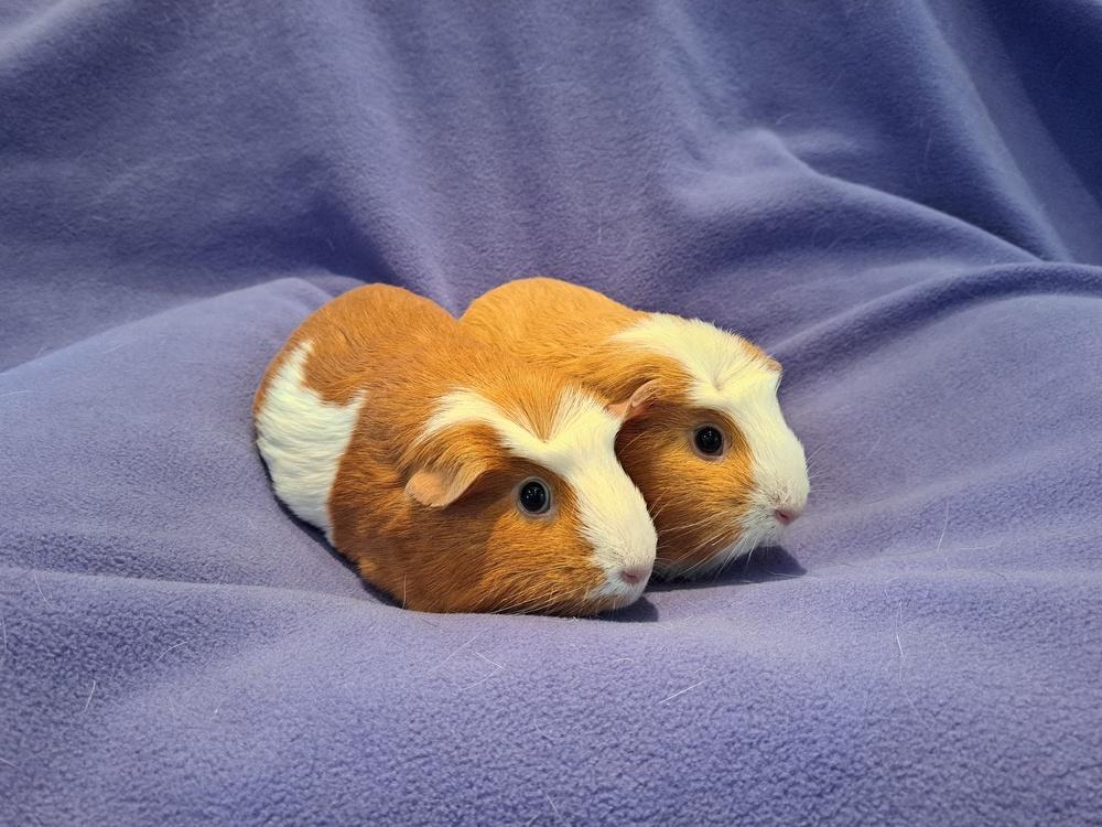 Evelyn and Evie, Adoptable, Adult Female Guinea Pig & Guinea Pig.