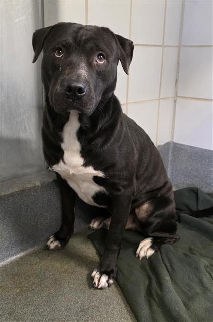 RAMEN, Adoptable, Young Male American Staffordshire Terrier.