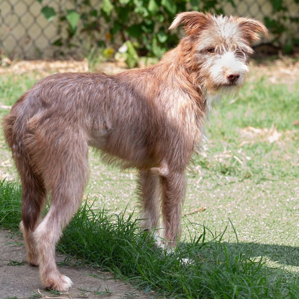 Enlarge Ruby, a Adoptable Mixed Breed in Cartersville, GA image 1/4